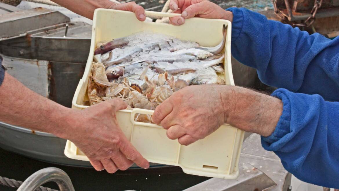 Strong sales of lionfish are phenomenal