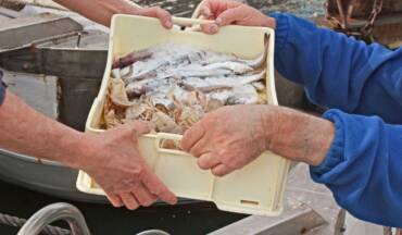 Strong sales of lionfish are phenomenal